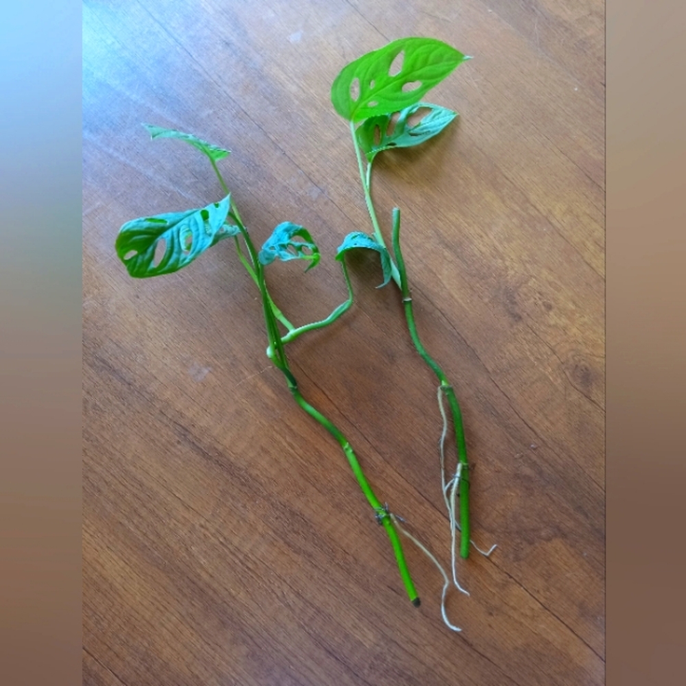 Swiss Cheese Plant cuttings  | 2 | 30% off 2 Bundeld Items